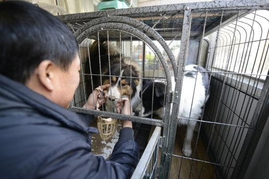 呼和浩特免费发放宠物犬嘴套牵狗绳 防止伤人