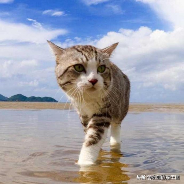 猫咪会游泳吗路遇流浪猫溺水如何正确施救