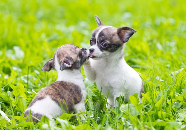 介绍犬种科普 吉娃娃犬