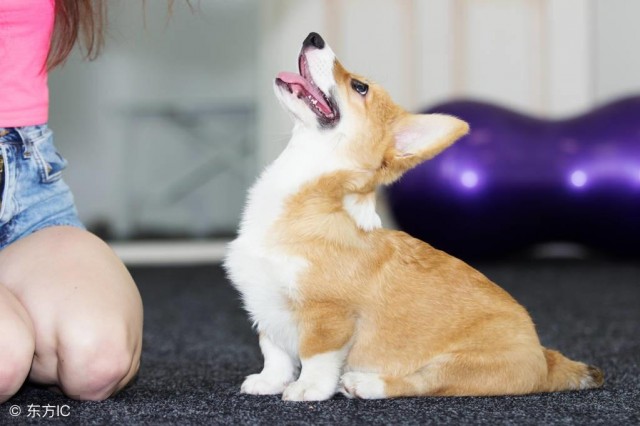 就这6招，绝对把你家柯基犬，治的服服贴贴！