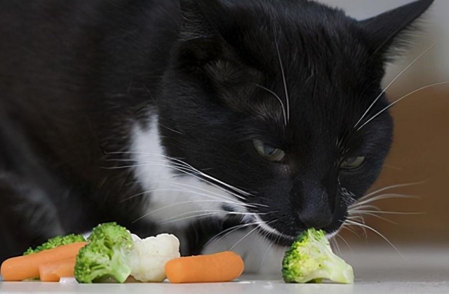 其实这些食物才是猫咪的最爱恨不得天天吃