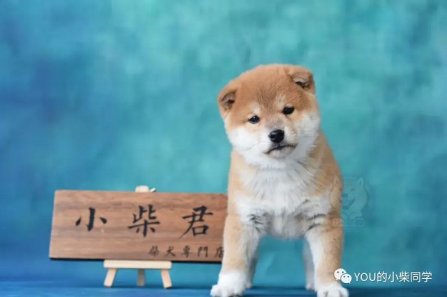 上海柴犬价格多少柴犬价格的决定因素