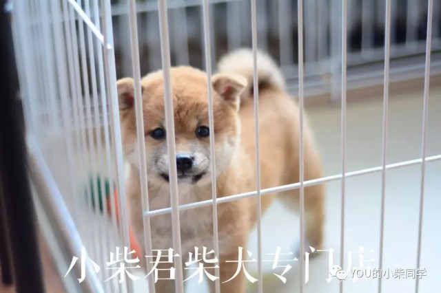 重庆柴犬多少钱一只柴犬价格市场分析