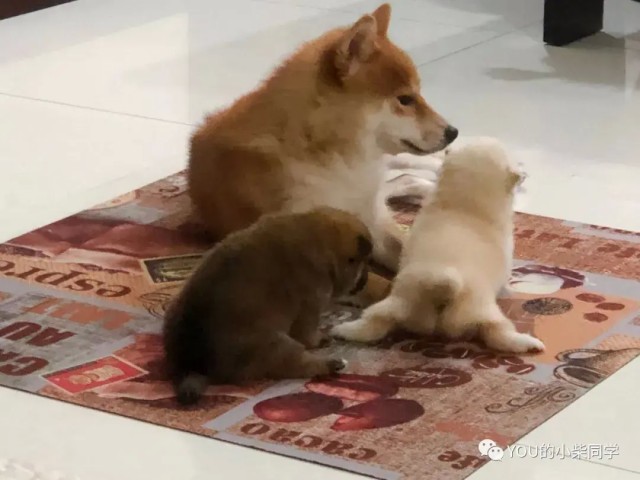 想要养柴犬的父母一定要看！！怎样选择纯柴犬？