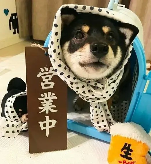 想养柴犬的家长必看！！如何挑选纯正柴犬