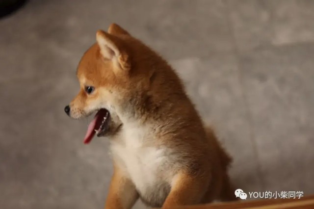 想养柴犬的家长必看！！如何挑选纯正柴犬