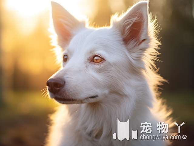 拉布拉多犬能长多高？