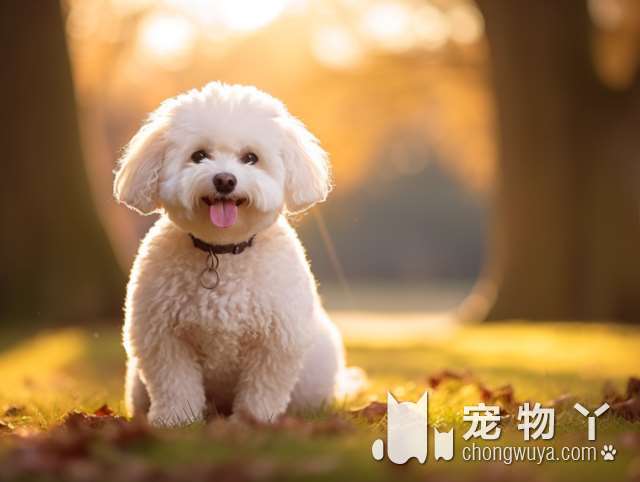 边牧为何被归类为大型犬？