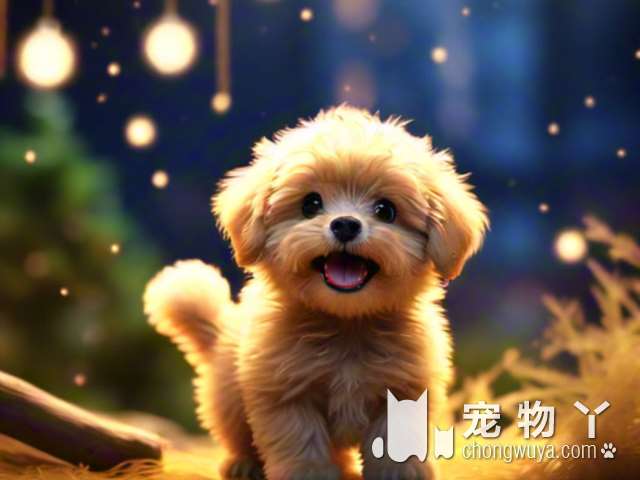 徐州ONEPET：你的宠物还在忍受洗澡剪毛的痛苦吗?