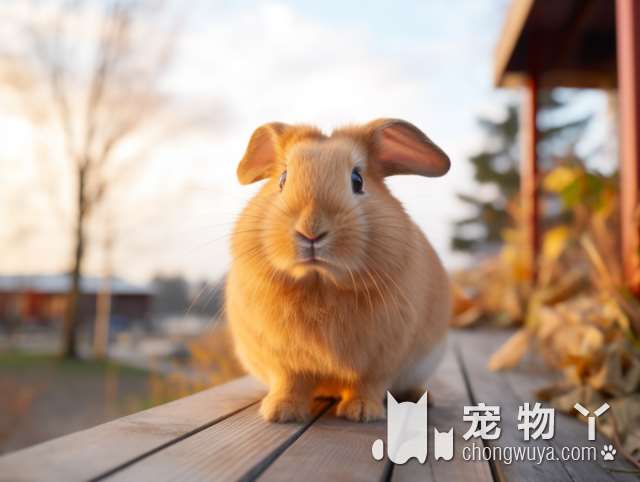 呼和浩特市市场监督管理局发布文明用餐倡议书——不带宠物进餐厅 文明用餐从我做起